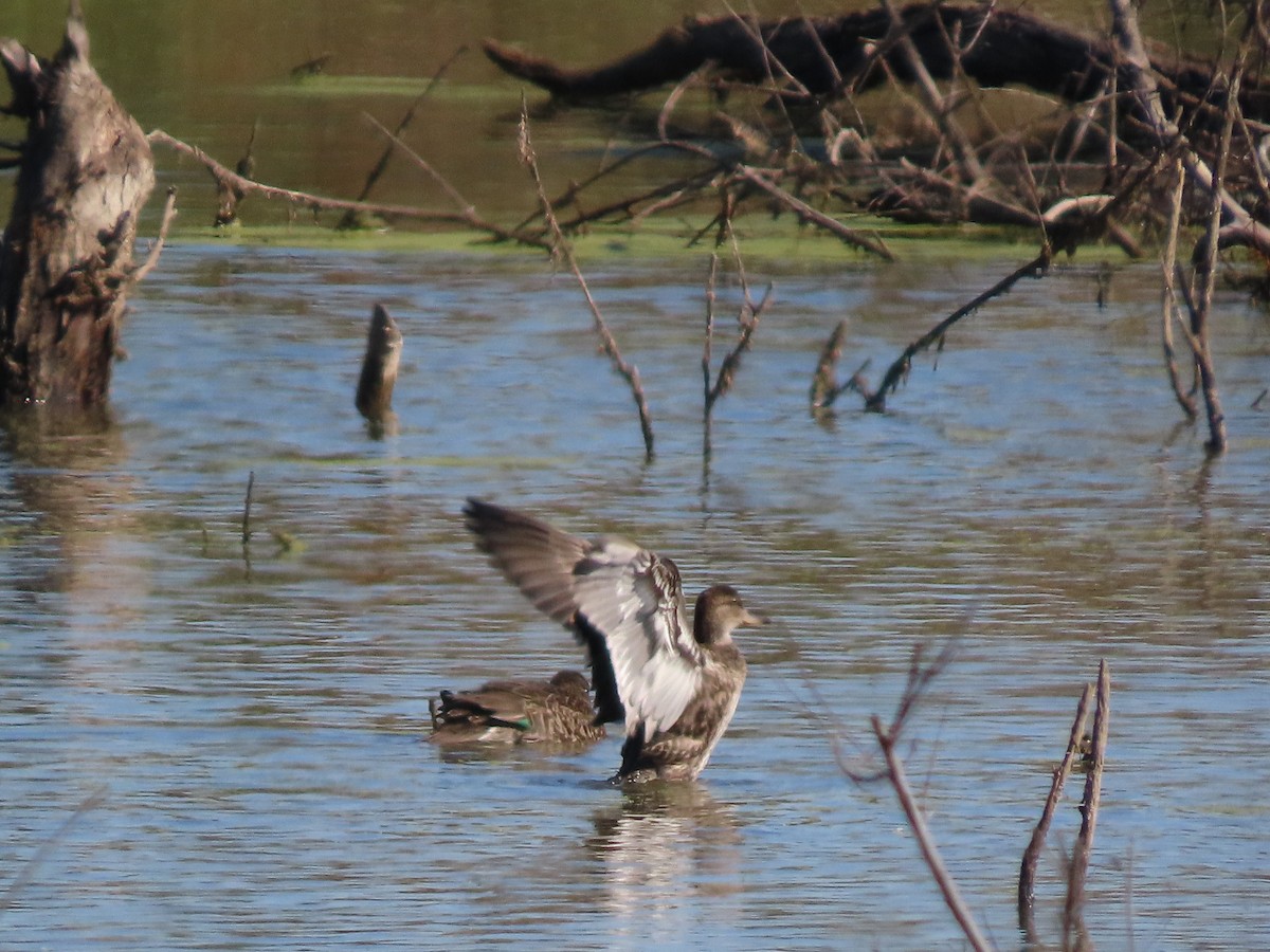 krikkand - ML644608666