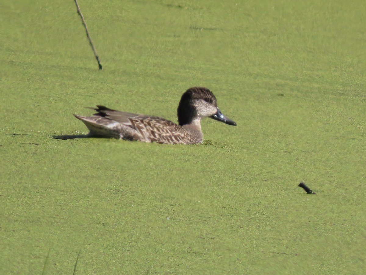 krikkand - ML644608667