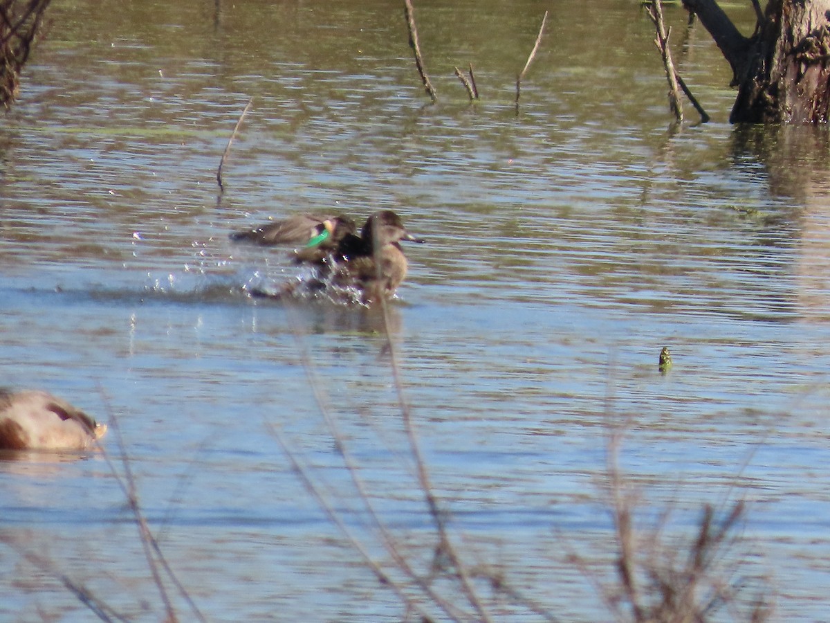 krikkand - ML644608670