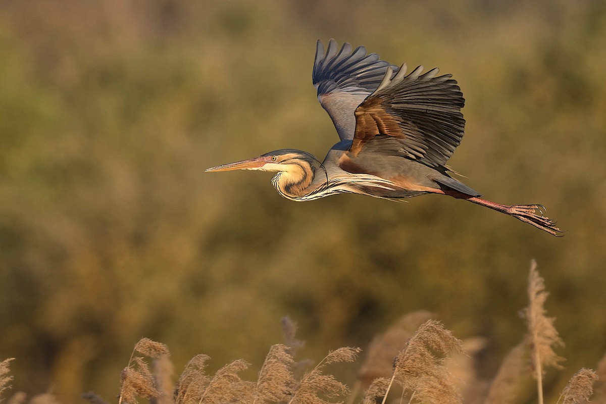 Чапля руда - ML644608692