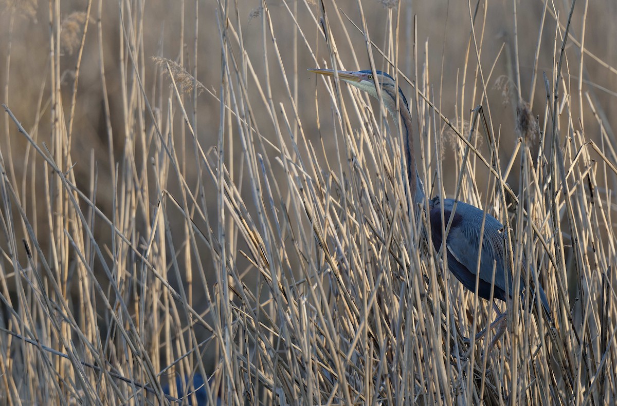 Чапля руда - ML644608697