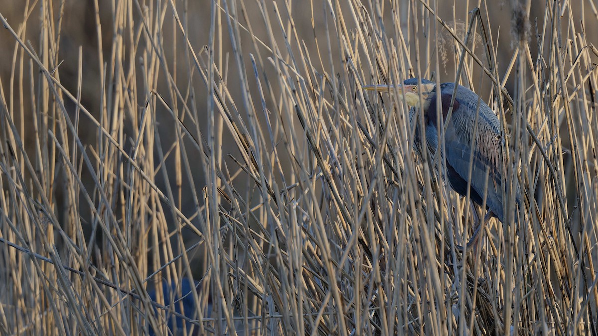 Чапля руда - ML644608698