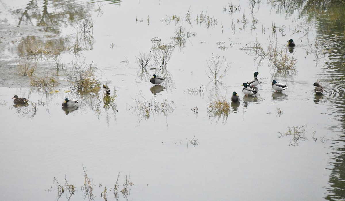 Mallard - ML644608709