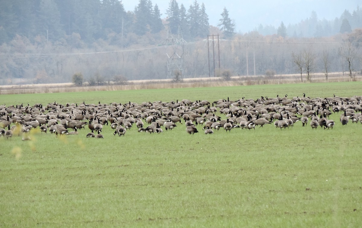 シジュウカラガン - ML644608724