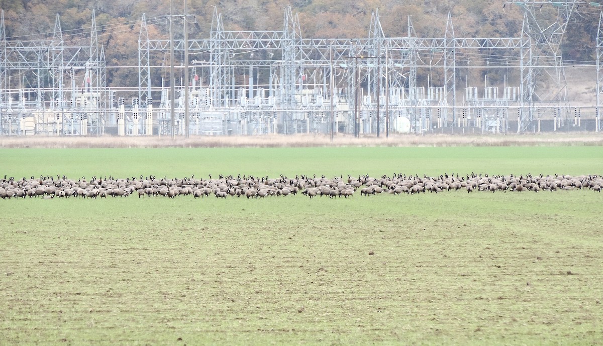 シジュウカラガン - ML644608726