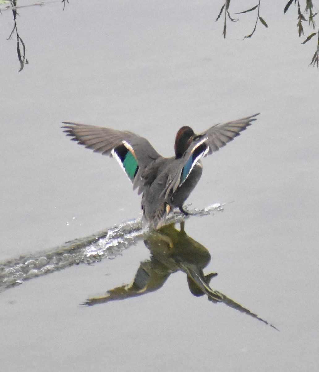 krikkand - ML644608727