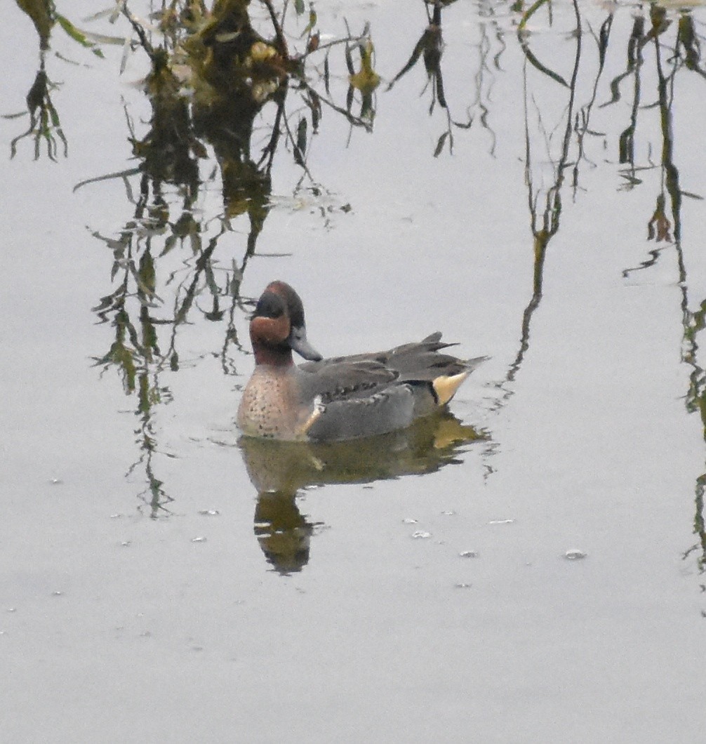 krikkand - ML644608739