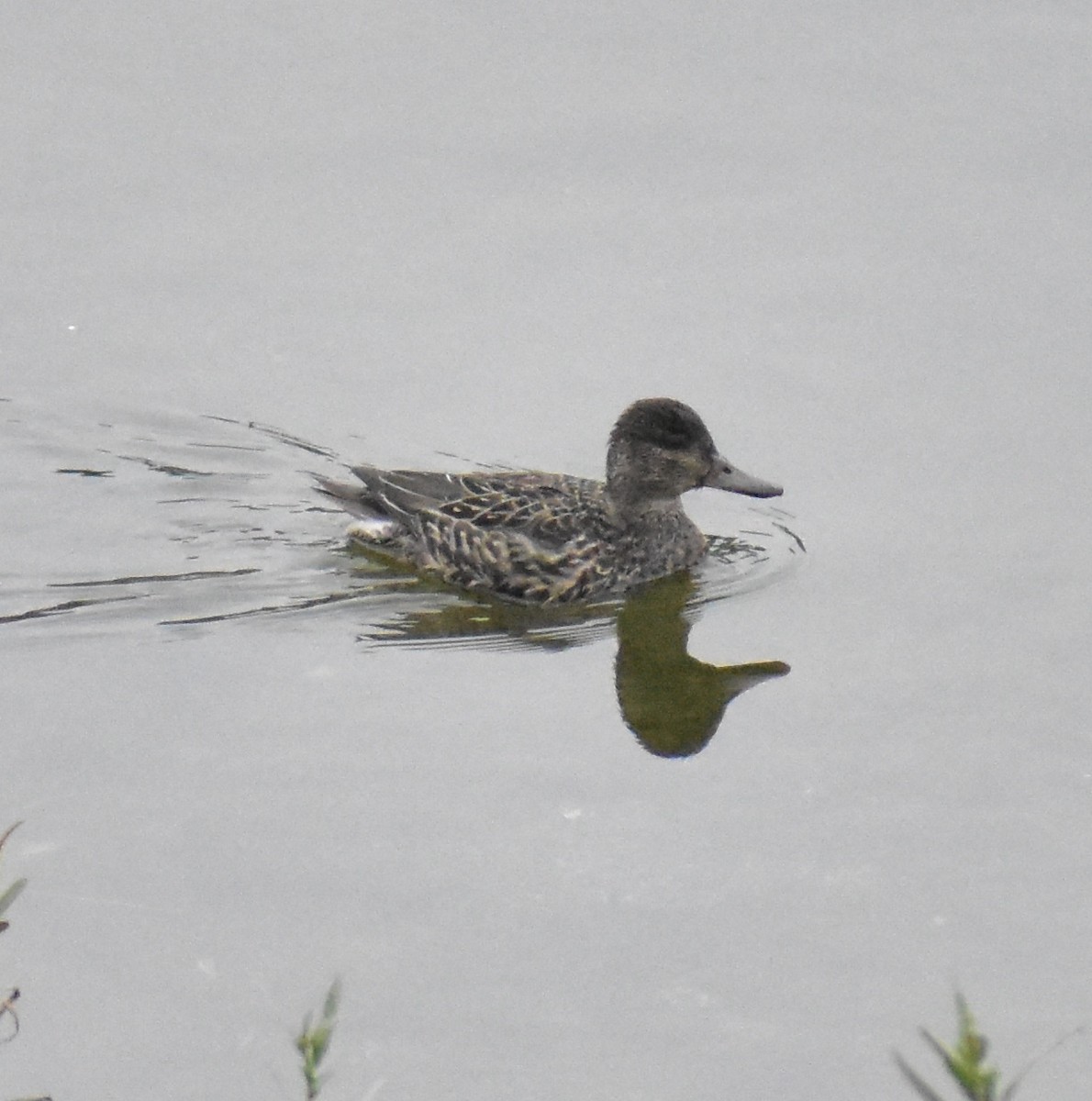 krikkand - ML644608743