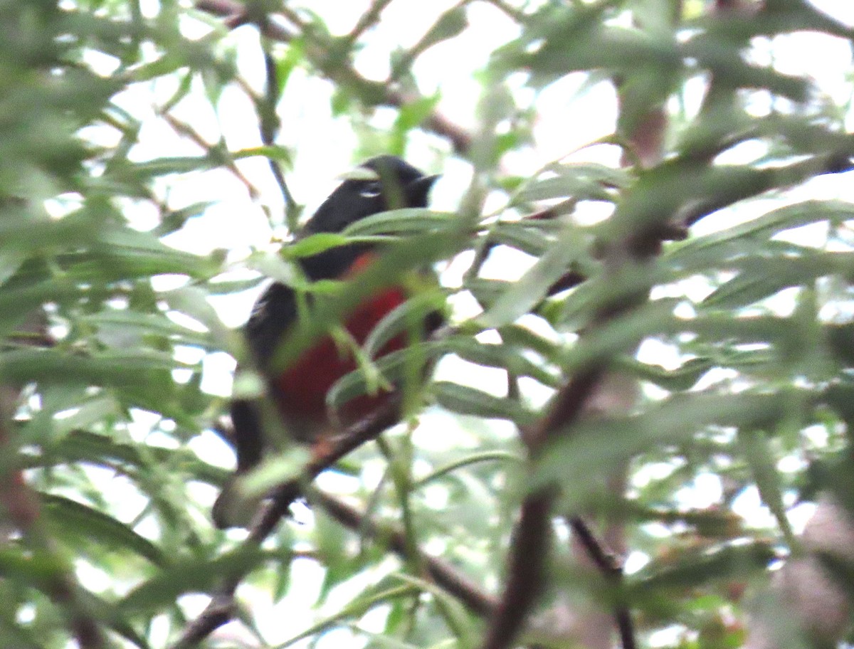 Paruline à ailes blanches - ML644608751