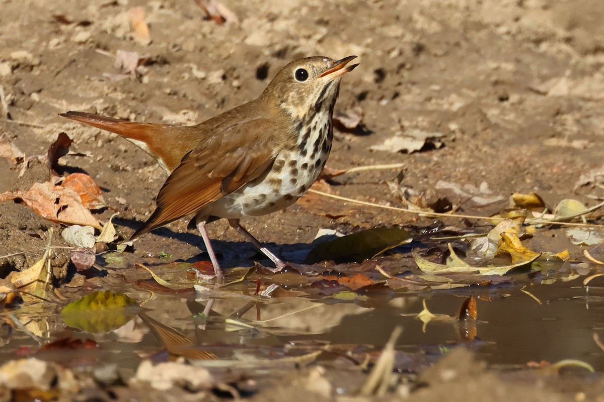 Hermit Thrush - ML644608762