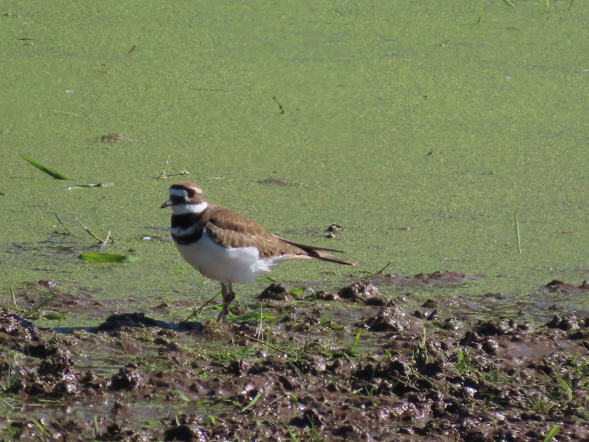 Killdeer - ML644608781