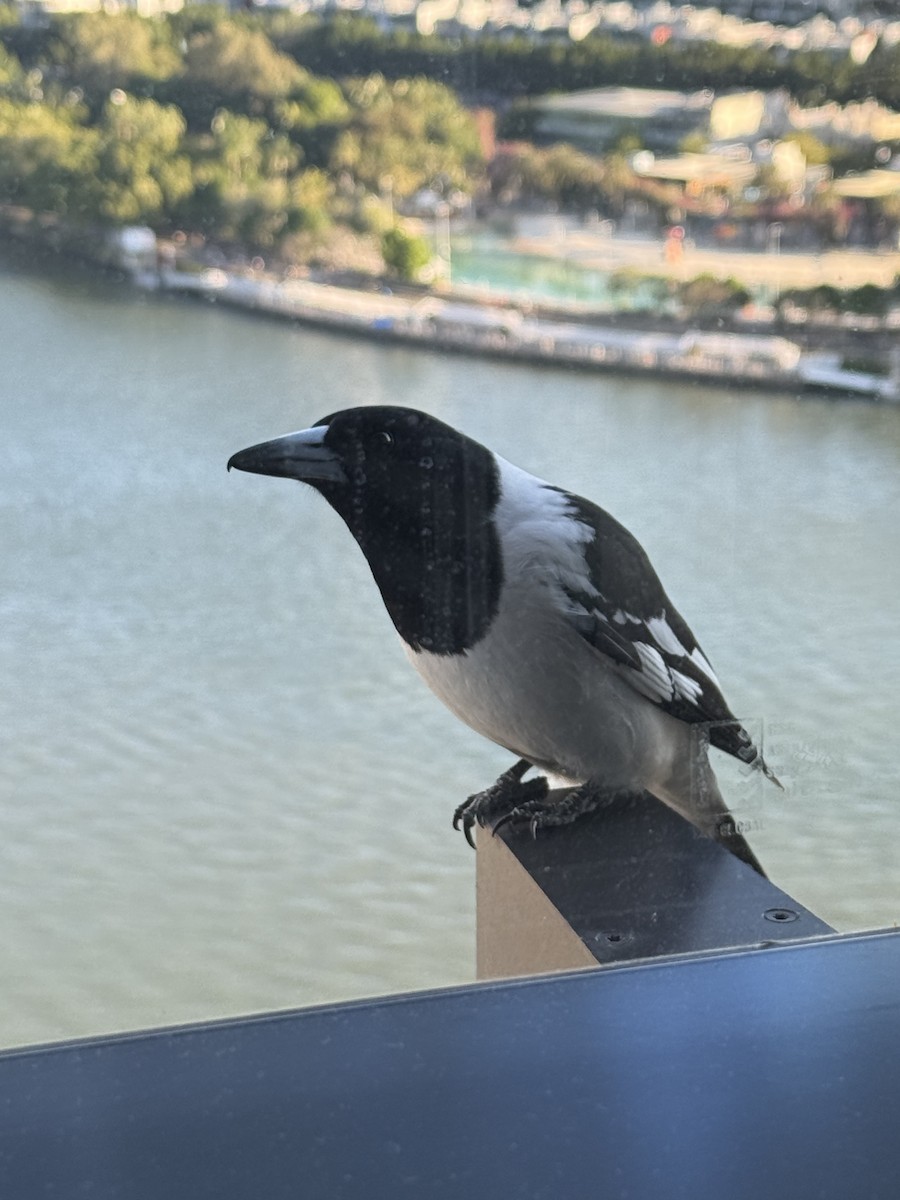 sangslakterfugl - ML644608787