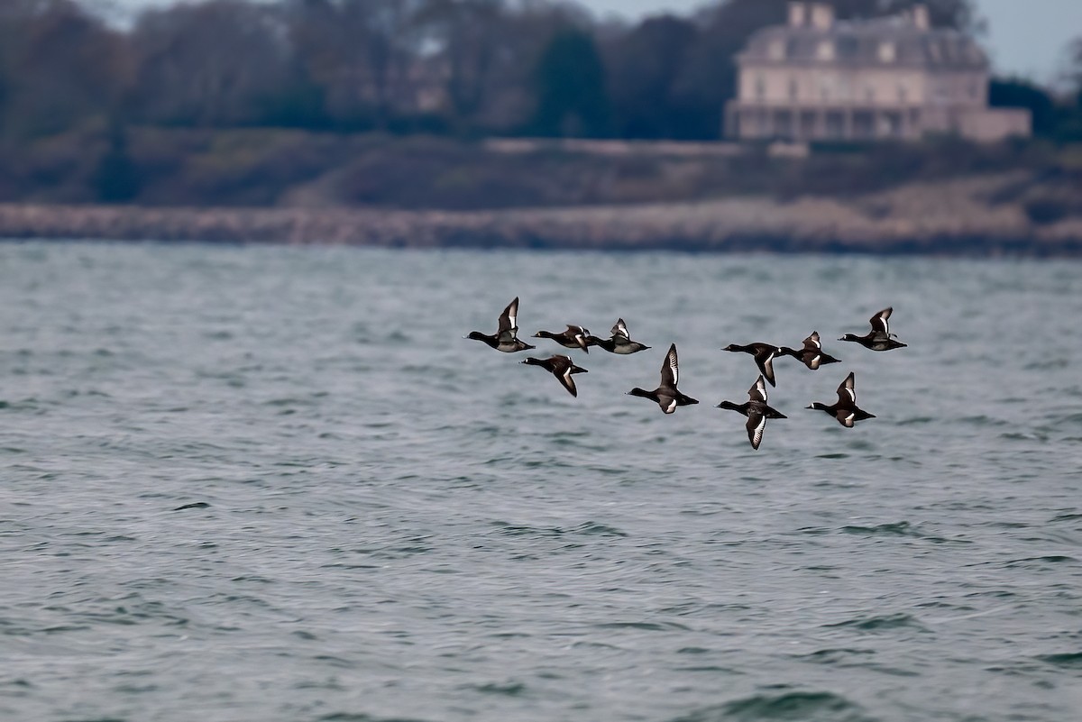 Fuligule milouinan - ML644608801