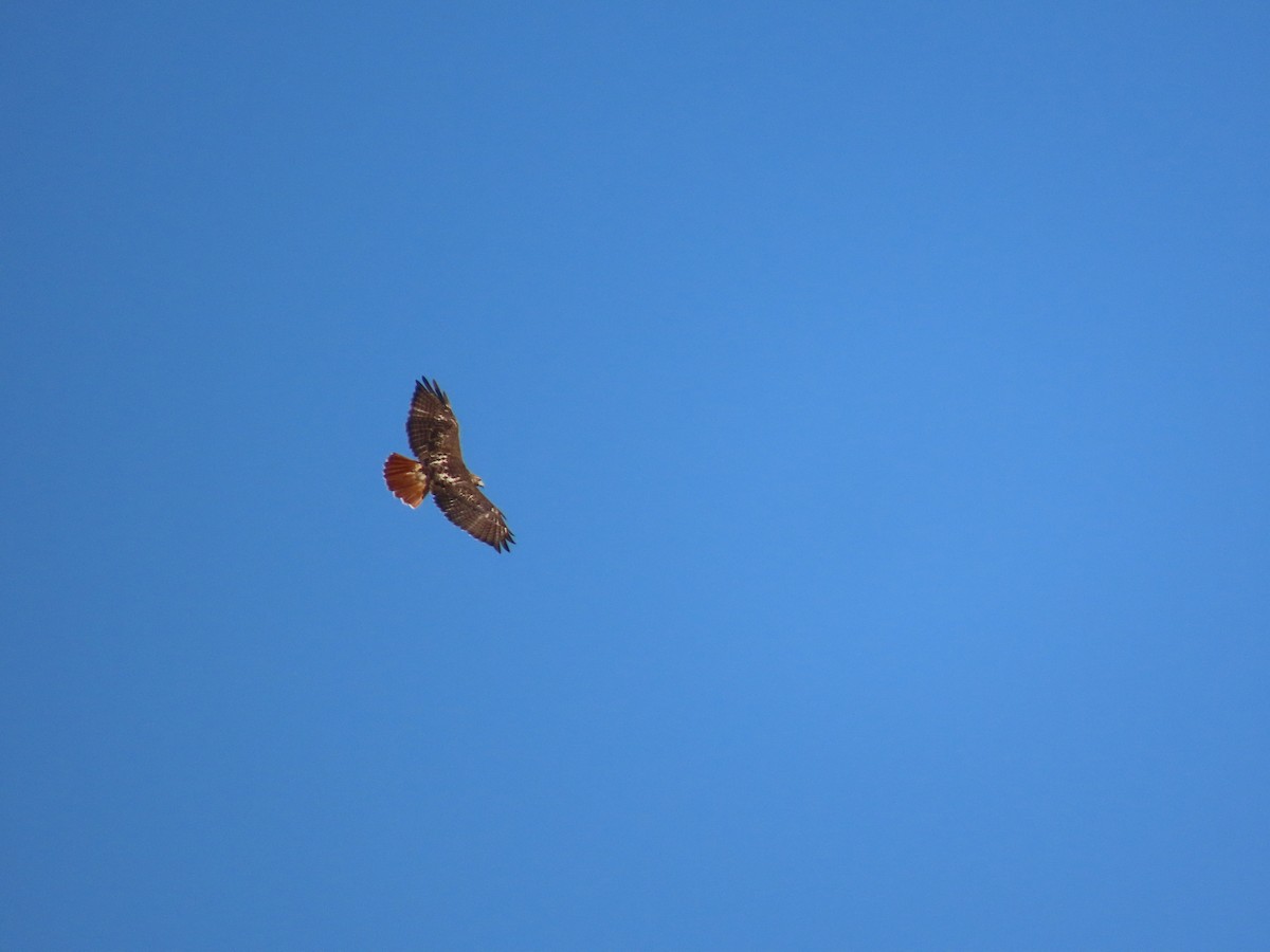 Red-tailed Hawk - ML644608805