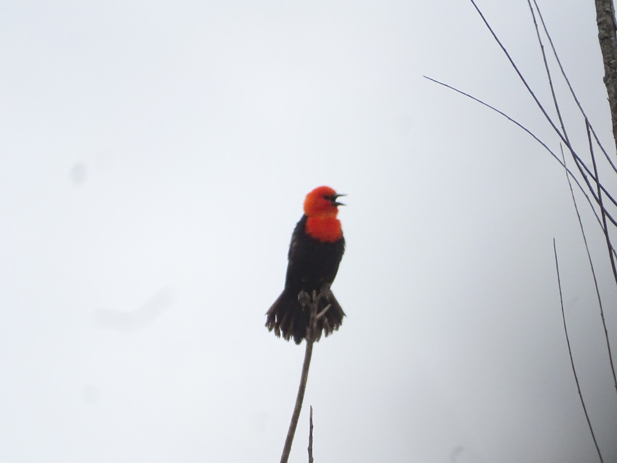 ヒズキンムクドリモドキ - ML644608810