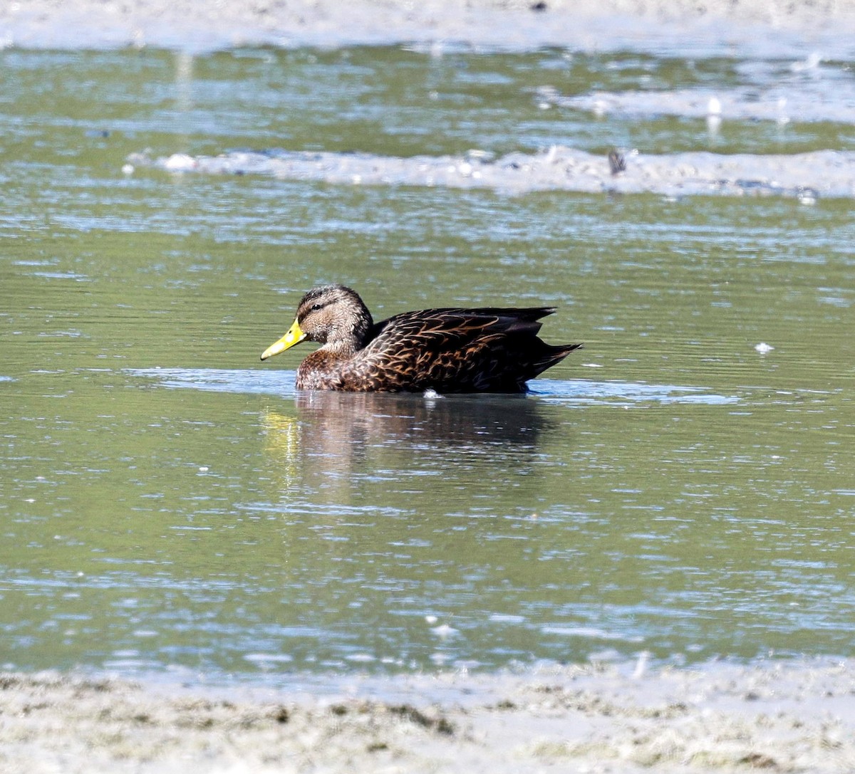 メキシコガモ - ML644608814