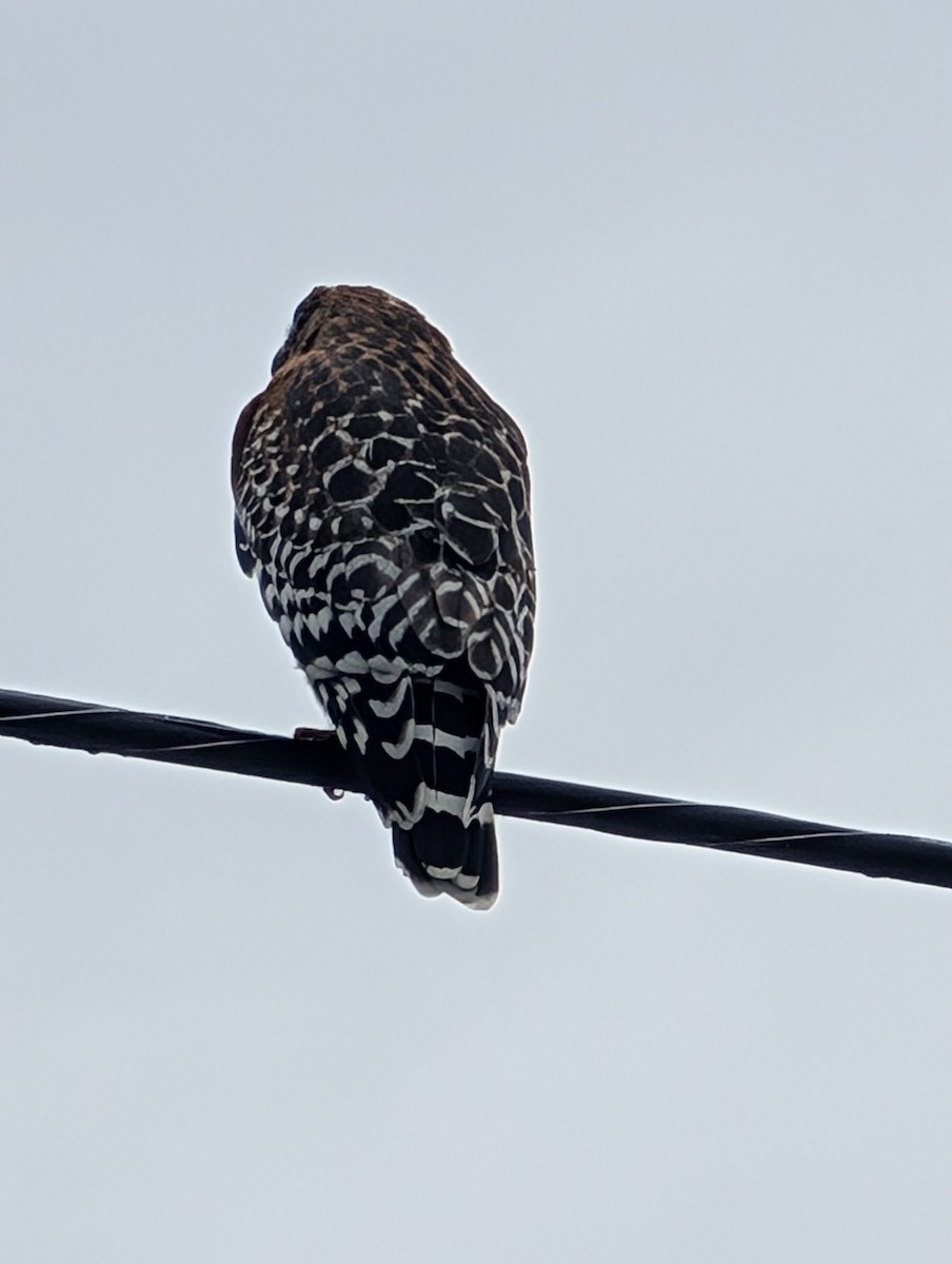 カタアカノスリ - ML644608815