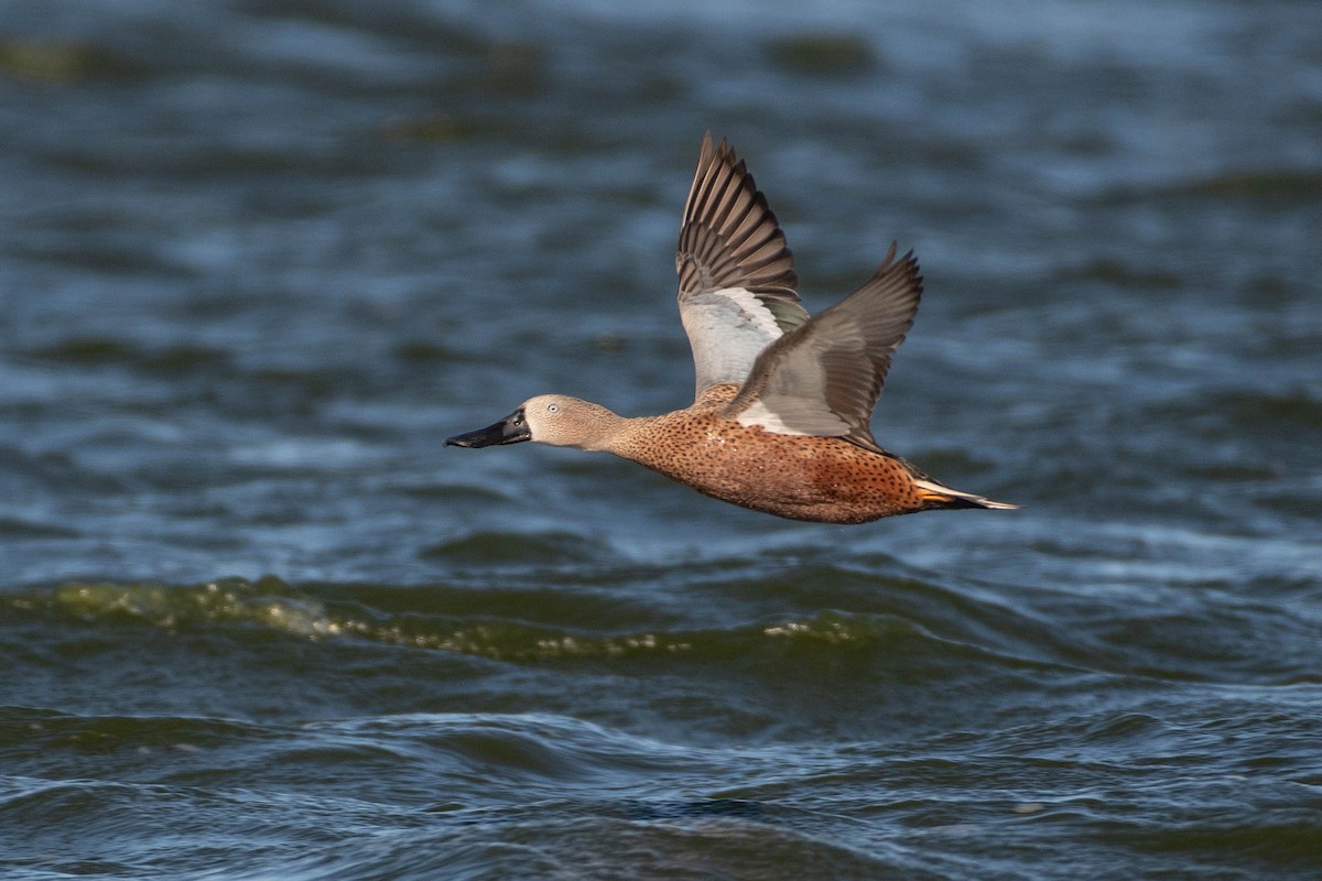 アカハシビロガモ - ML644608816