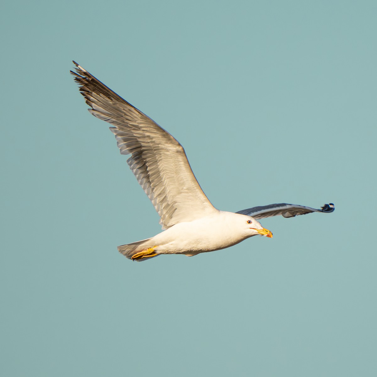 アルメニアセグロカモメ - ML644608817