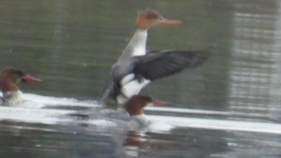 ウミアイサ - ML644608821