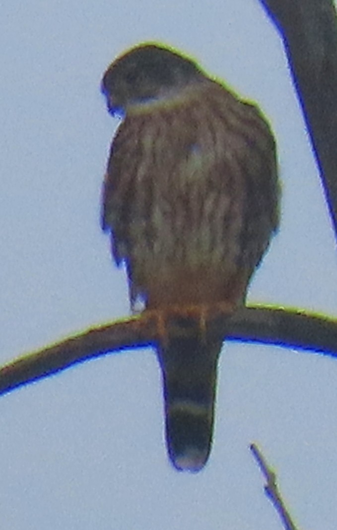 コチョウゲンボウ - ML644608822