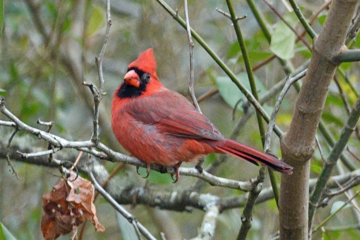 ショウジョウコウカンチョウ - ML644608823