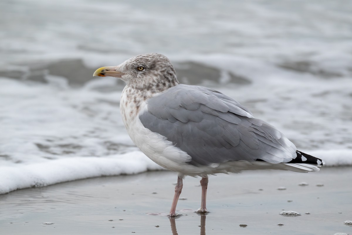 アメリカセグロカモメ - ML644608828