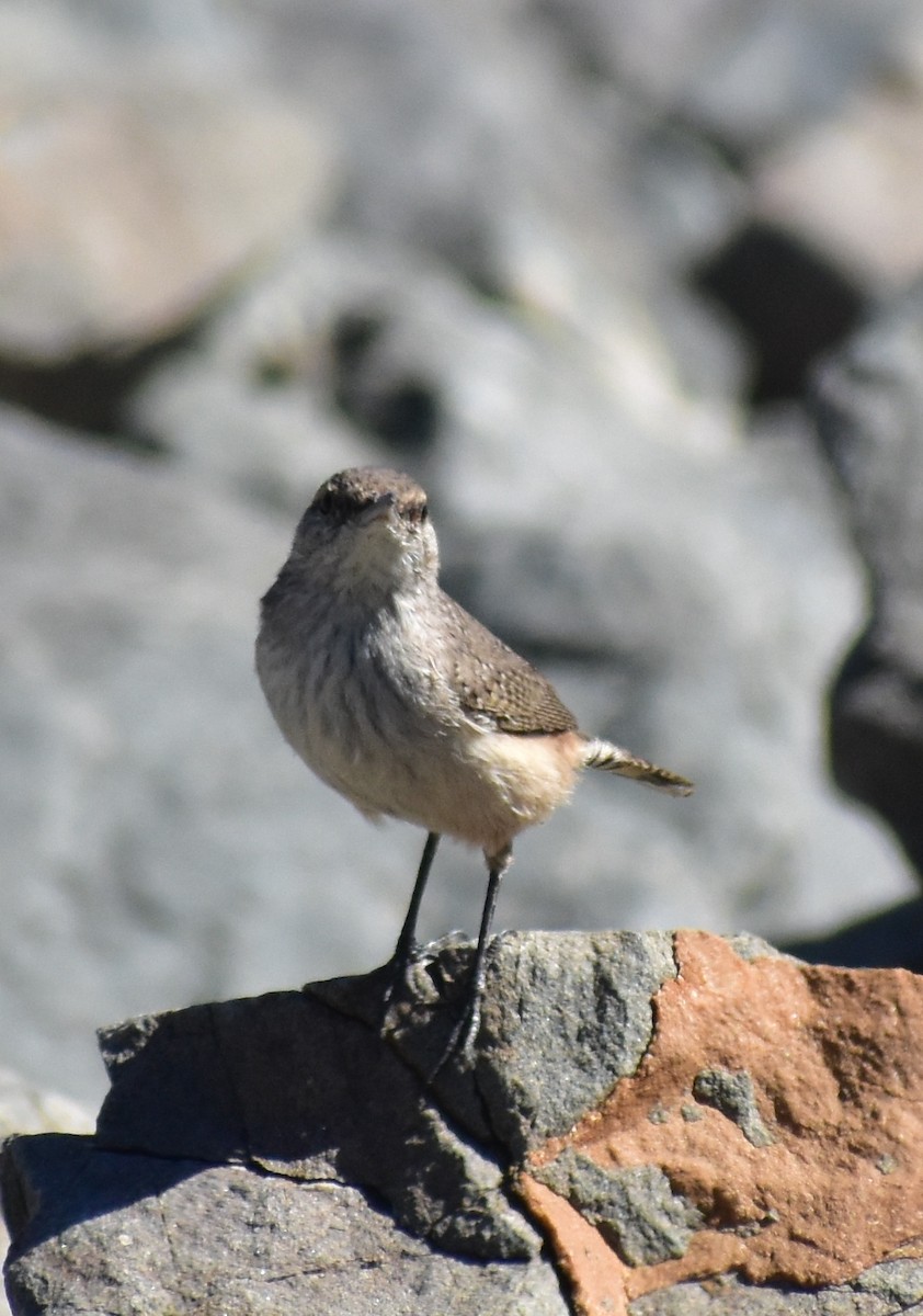 イワミソサザイ - ML644608830