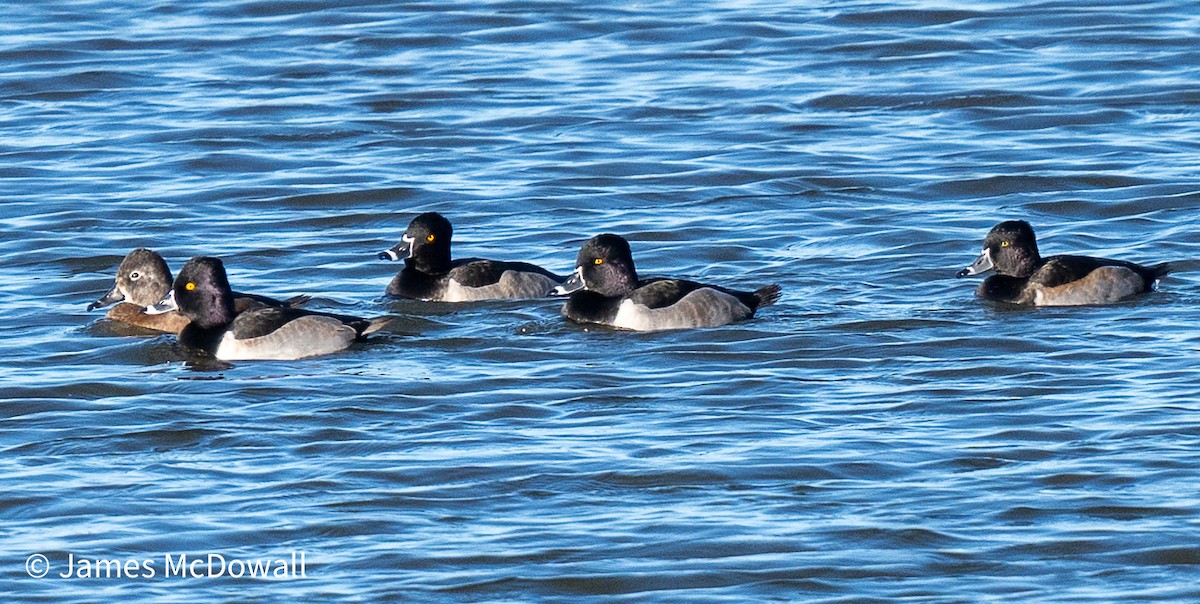 クビワキンクロ - ML644608832