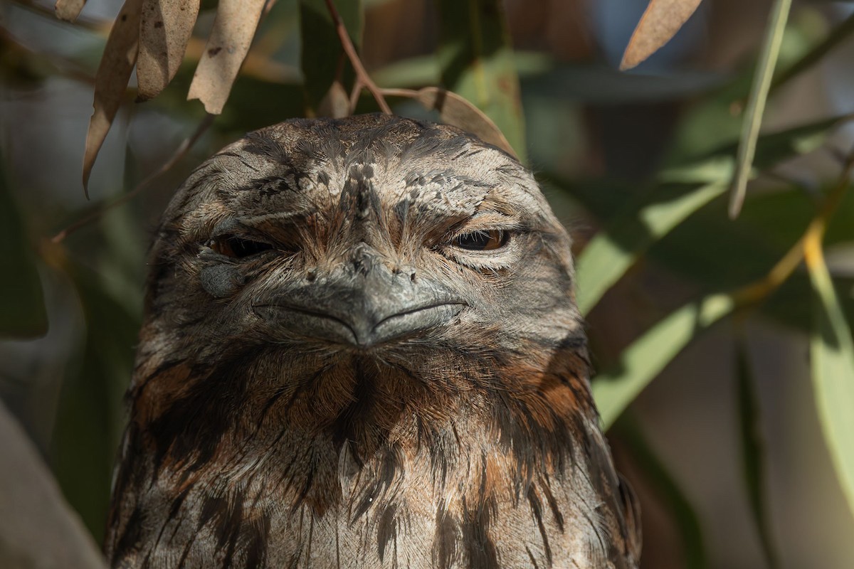 オーストラリアガマグチヨタカ - ML644608833