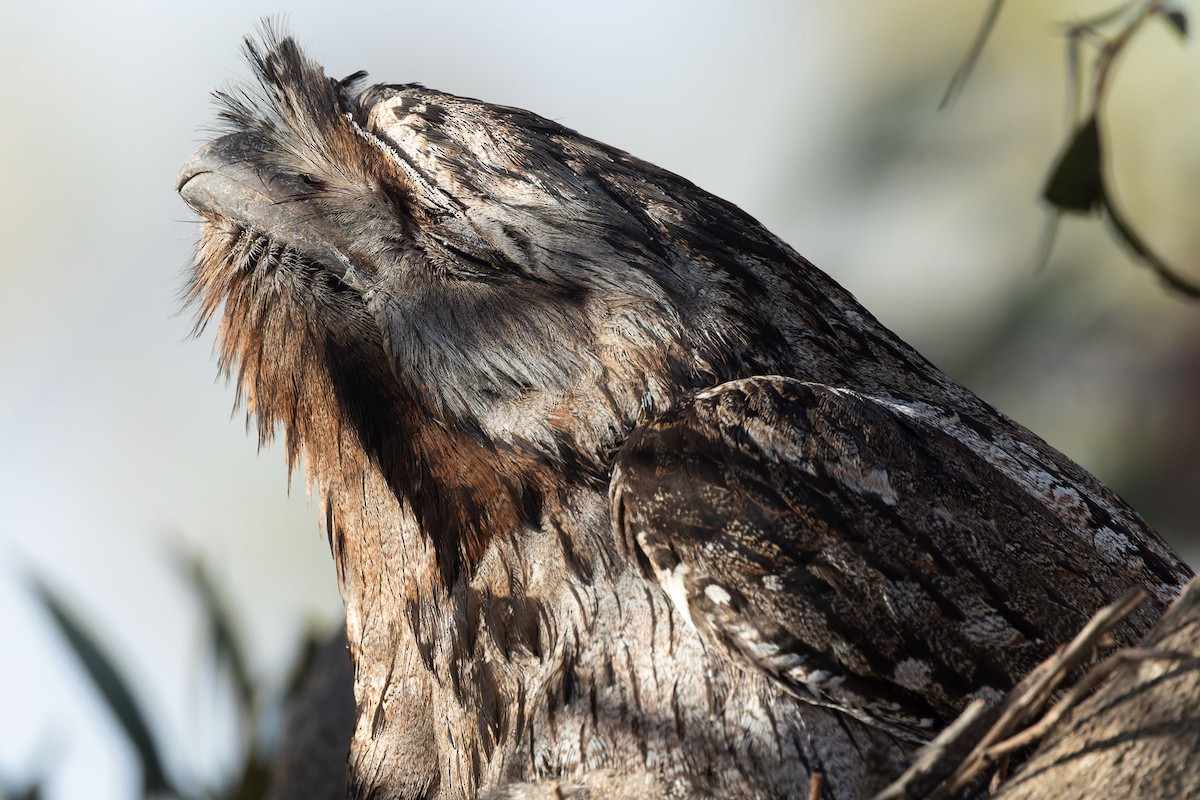 オーストラリアガマグチヨタカ - ML644608834