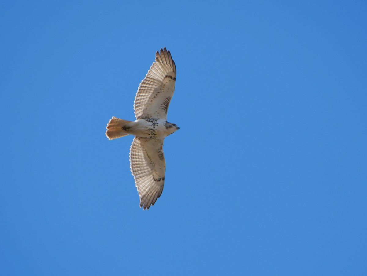 アカオノスリ - ML644608836