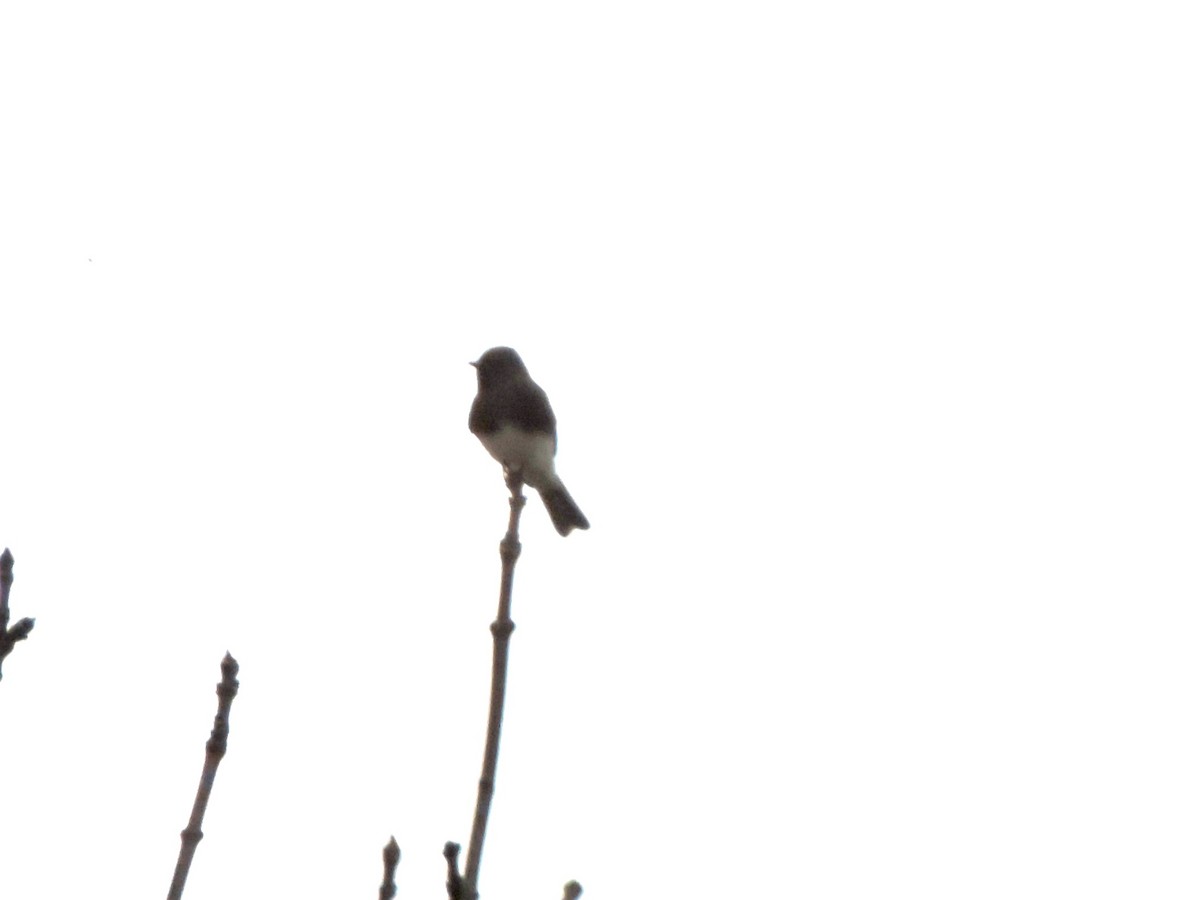 クロツキヒメハエトリ - ML644608837