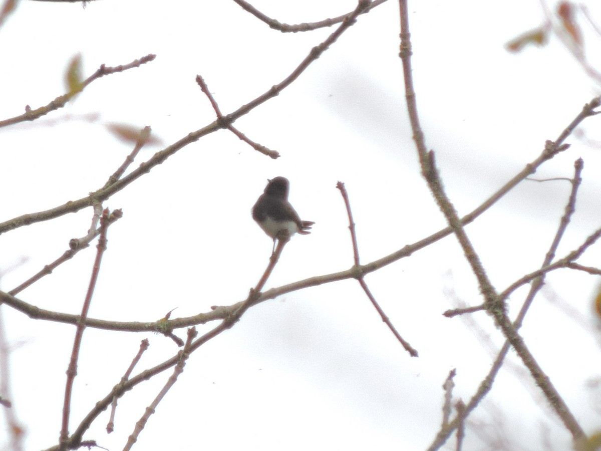 クロツキヒメハエトリ - ML644608838