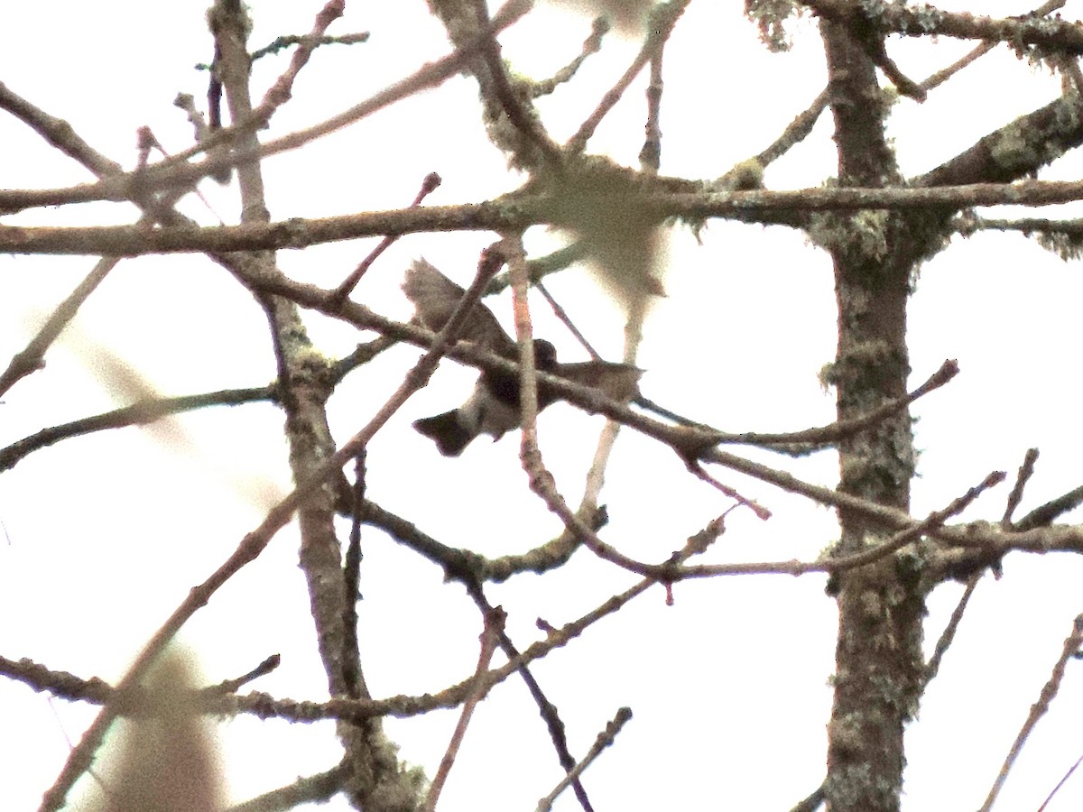 クロツキヒメハエトリ - ML644608839