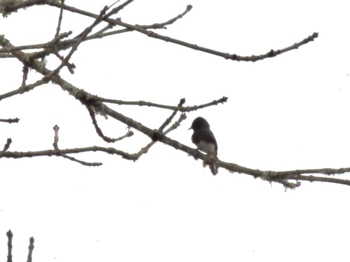 クロツキヒメハエトリ - ML644608840