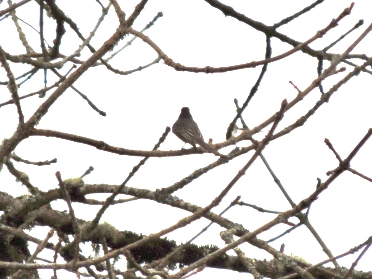 クロツキヒメハエトリ - ML644608841