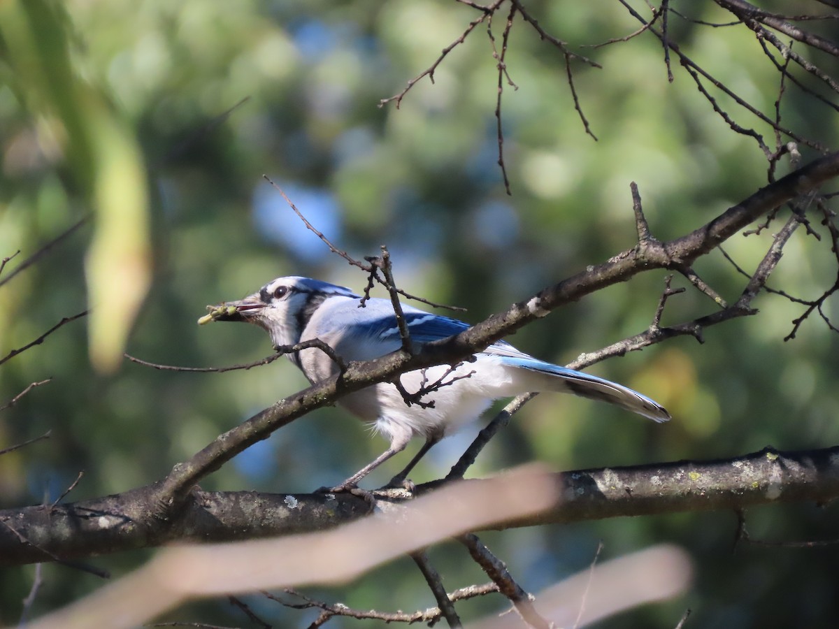 アオカケス - ML644608844