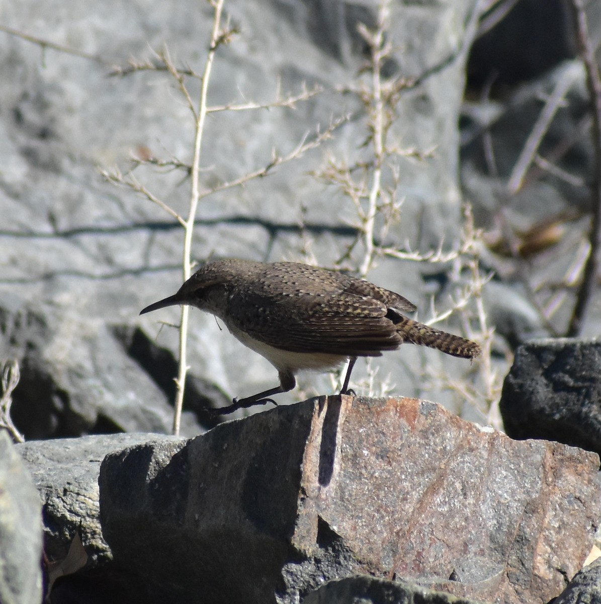 イワミソサザイ - ML644608845