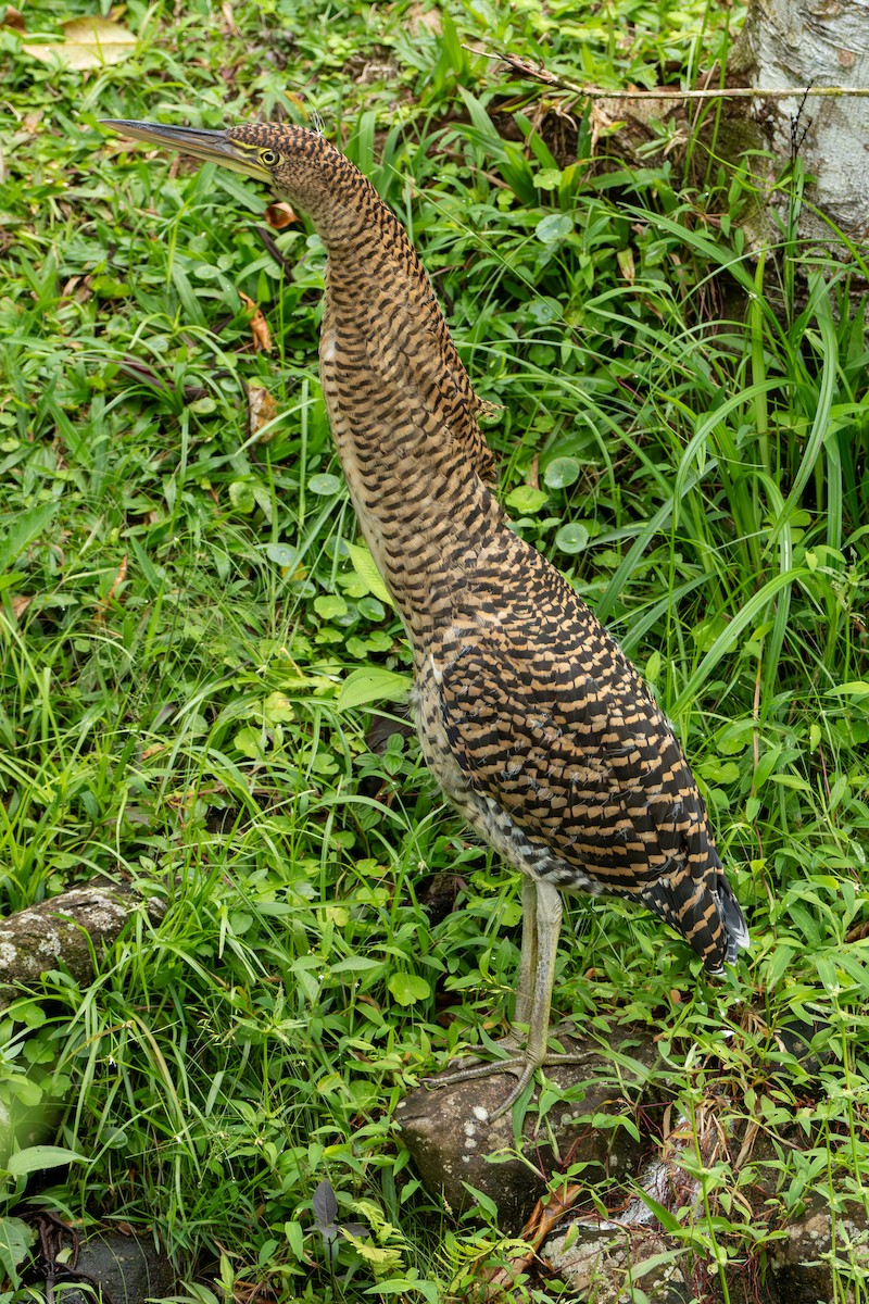 ハゲノドトラフサギ - ML644608846