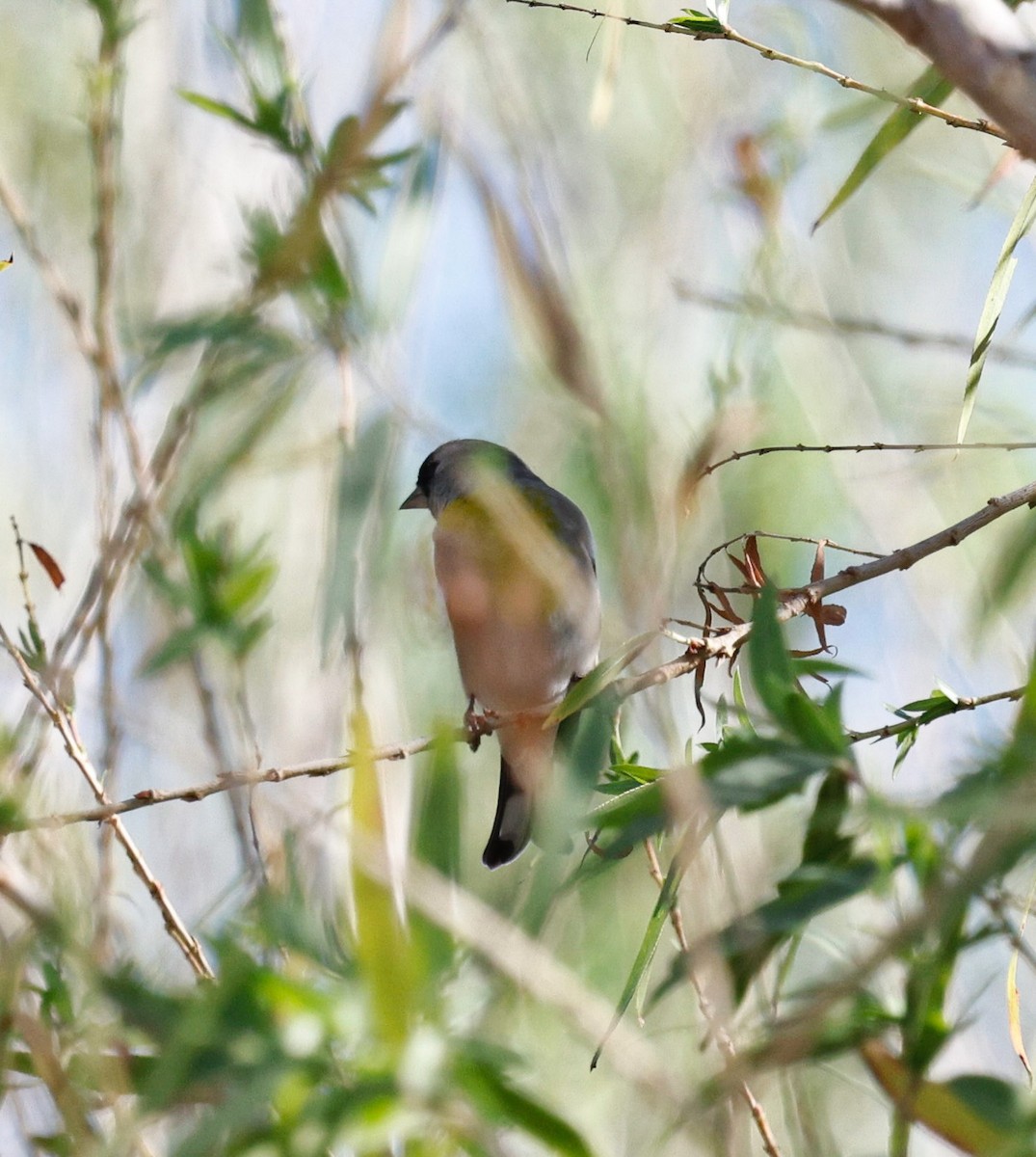 カオグロキンヒワ - ML644608848