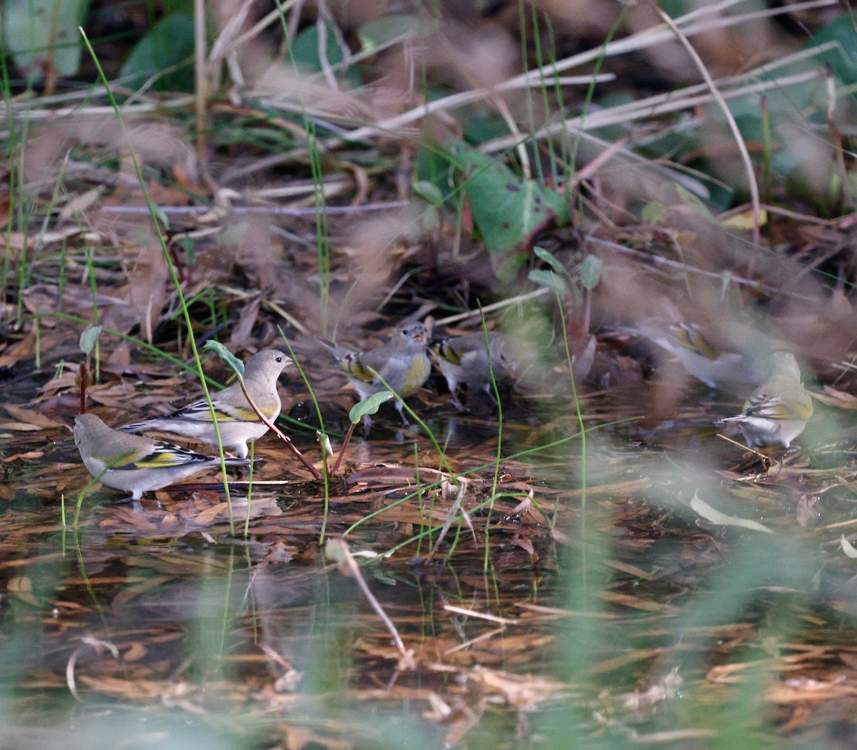 カオグロキンヒワ - ML644608849
