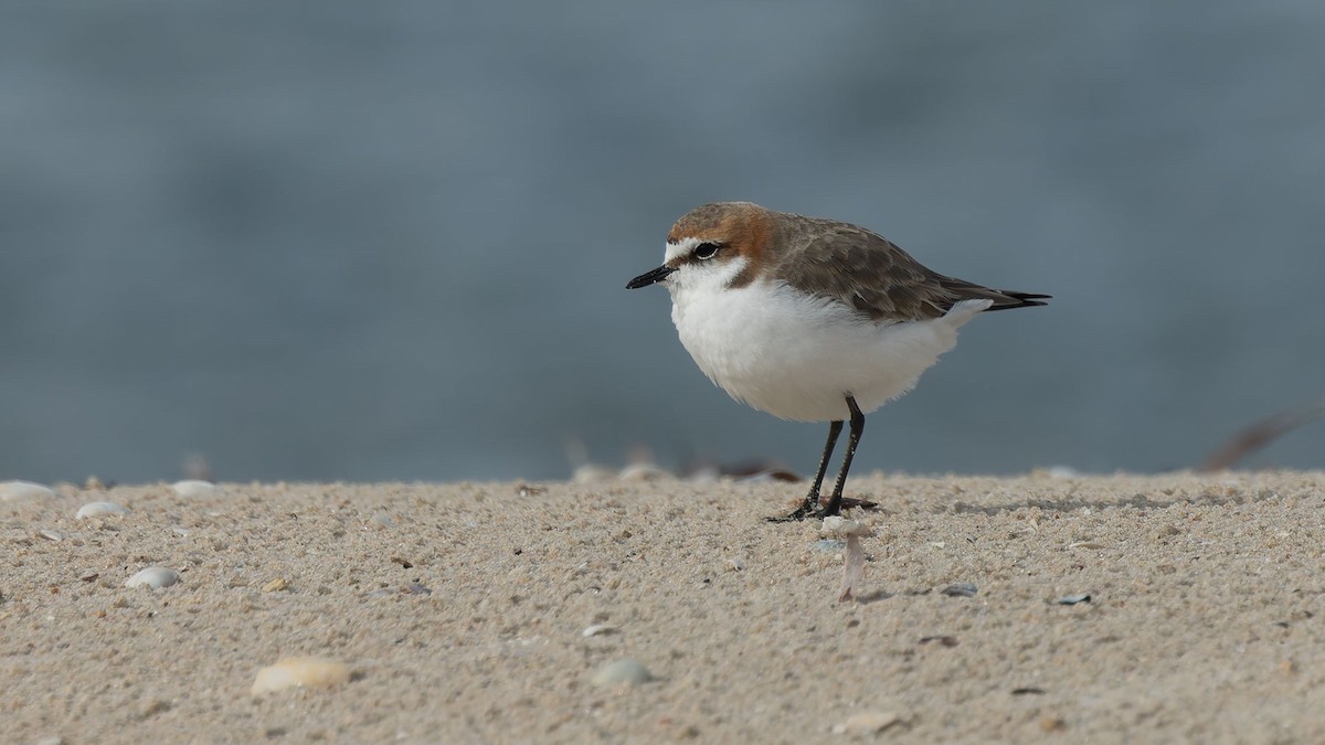 Chorlitejo Capirrojo - ML644608851