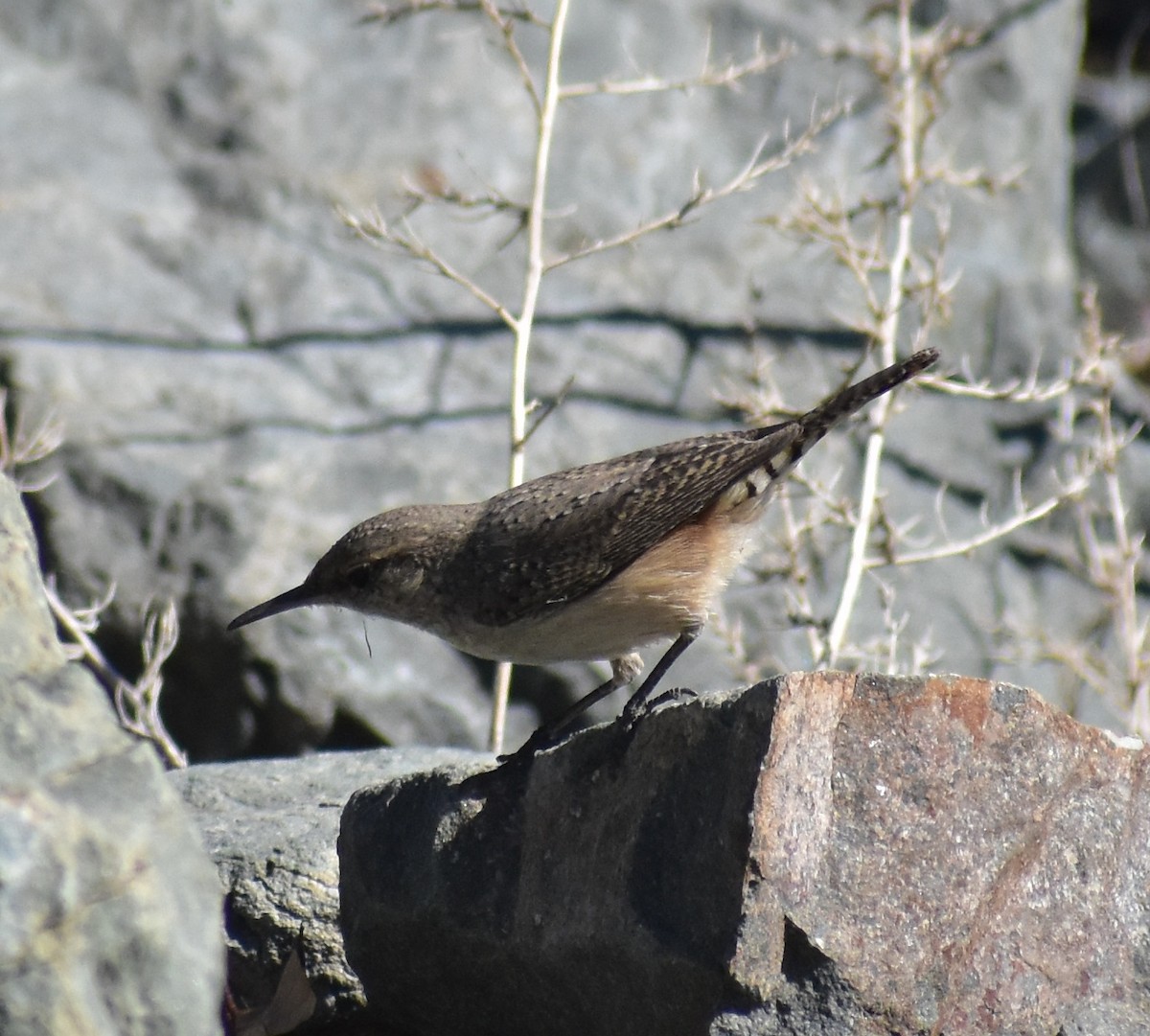 イワミソサザイ - ML644608852