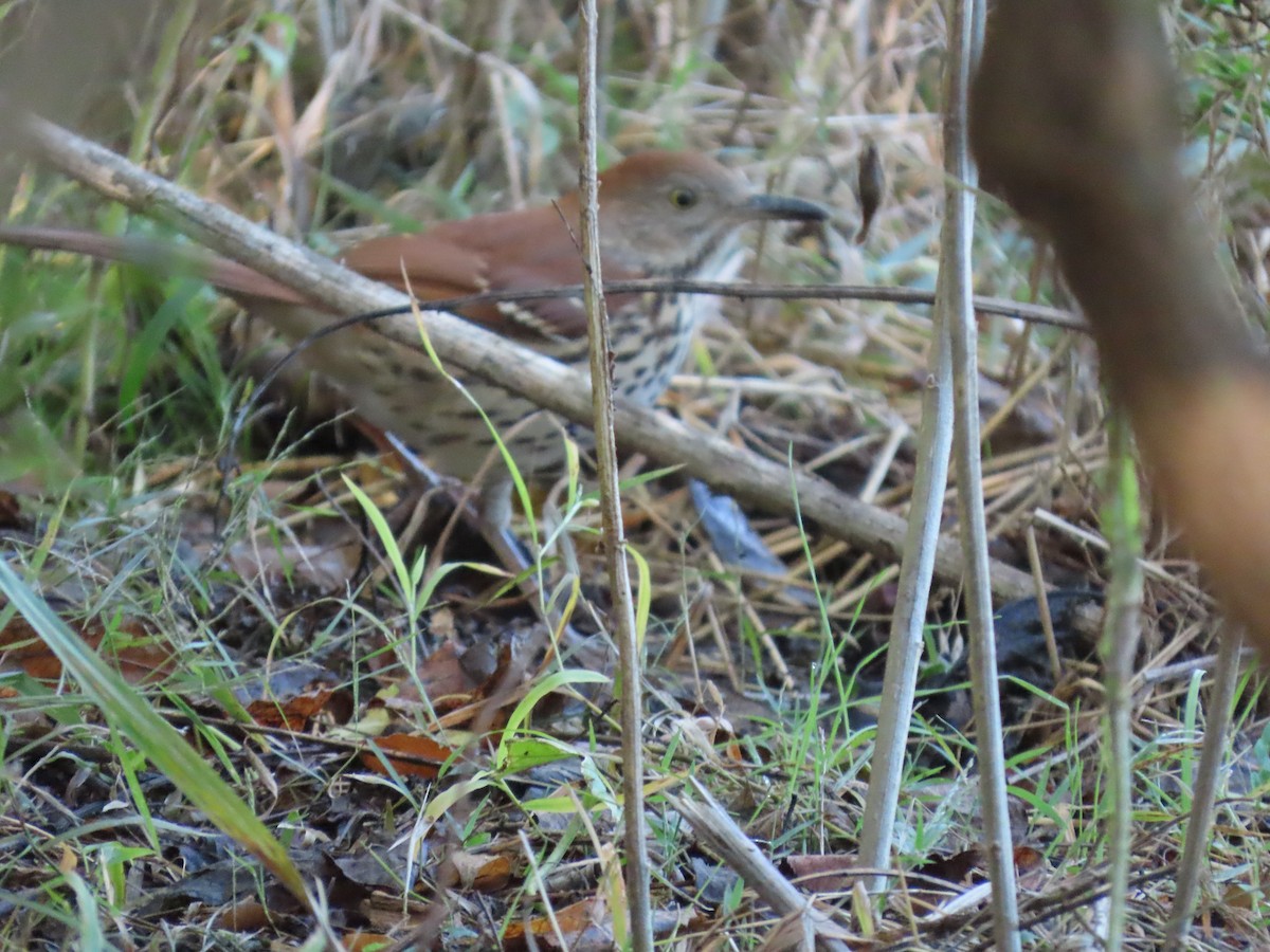 チャイロツグミモドキ - ML644608854