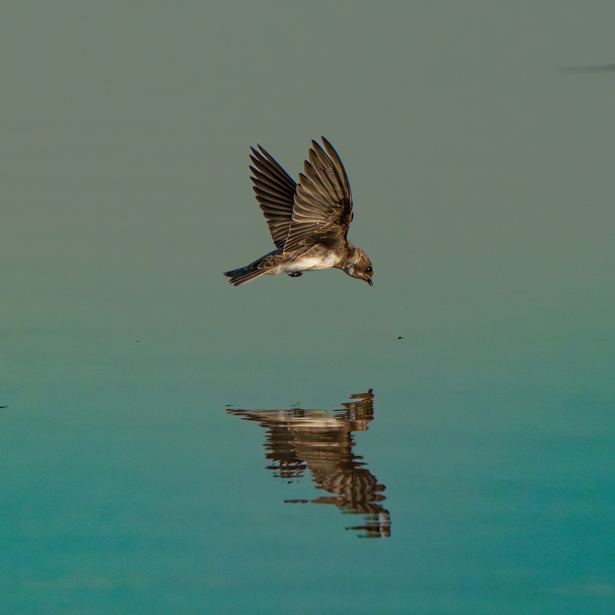 Uhalde-enara arrunta - ML644608856