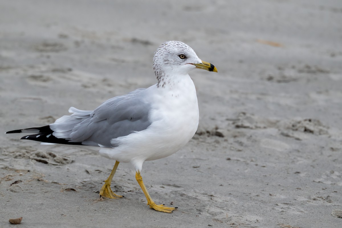 Goéland à bec cerclé - ML644608858