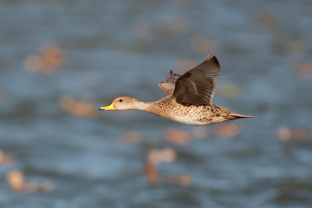 Yellow-billed Pintail - ML644608862