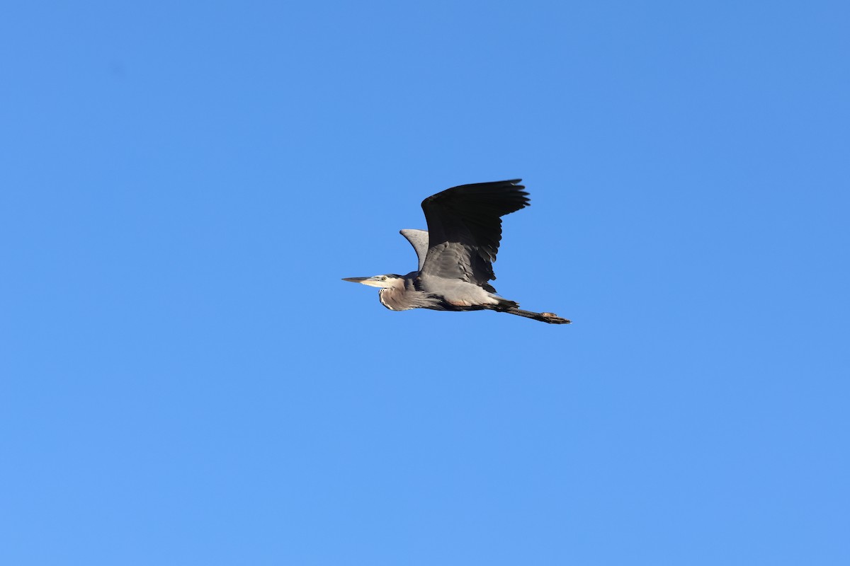 Great Blue Heron - ML644608876