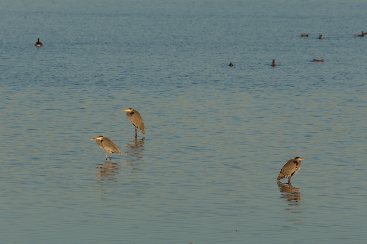 Great Blue Heron - ML644608879